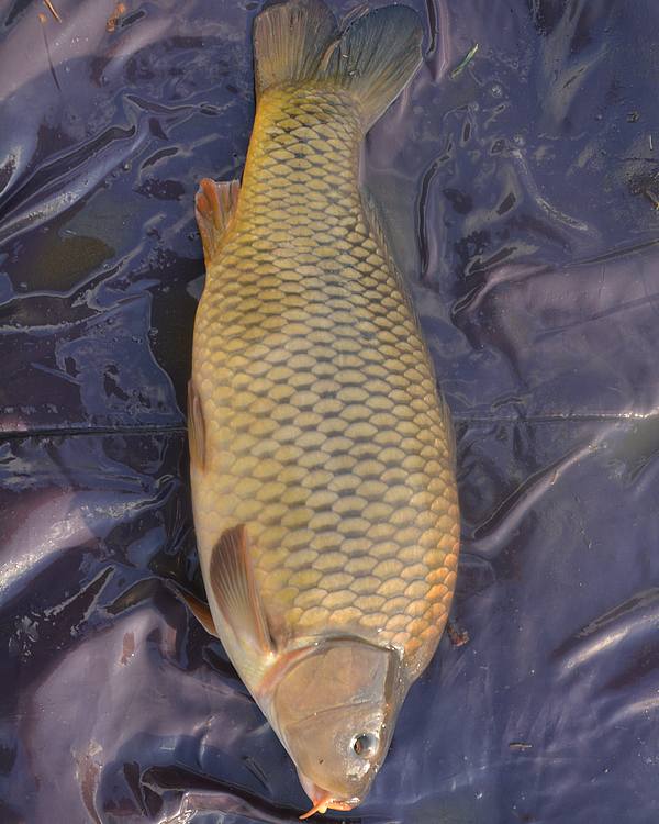 20-22" (7-10LB) Common Carp